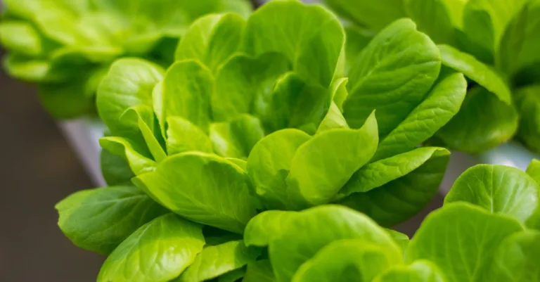 découvrez l'aquaponie, une méthode durable qui combine l'aquaculture et la culture hydroponique pour produire des aliments frais tout en respectant l'environnement.
