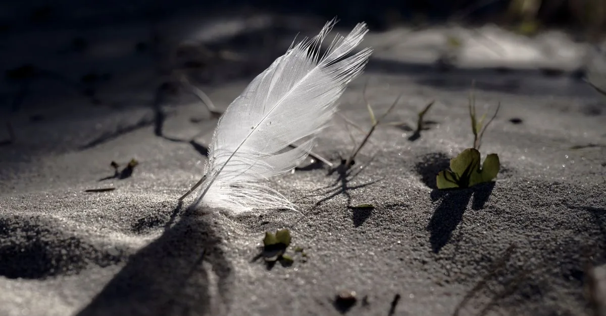 découvrez webfeather, votre solution innovante pour des sites web légers, rapides et performants. optimisez votre présence en ligne avec des outils modernes et une expérience utilisateur exceptionnelle.
