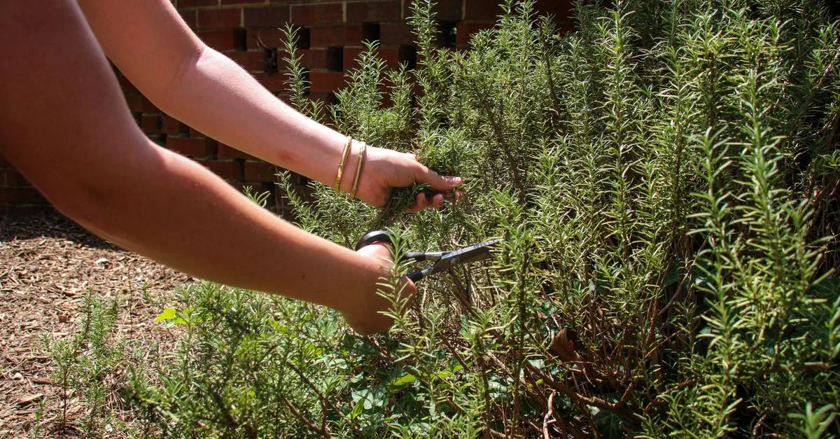 découvrez nos conseils et techniques pour la taille de jardin, afin de favoriser la croissance saine de vos plantes et embellir votre espace extérieur.