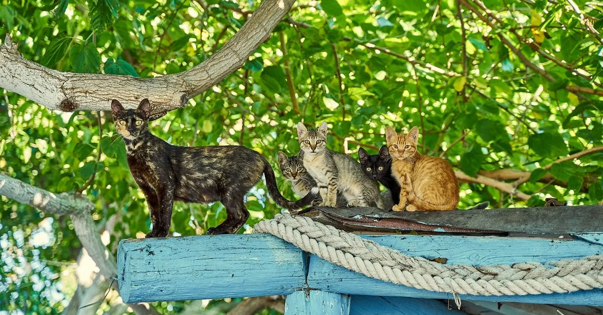 découvrez comment favoriser la coexistence harmonieuse entre les chats et autres animaux ou personnes, avec nos conseils pratiques et astuces pour un environnement paisible.