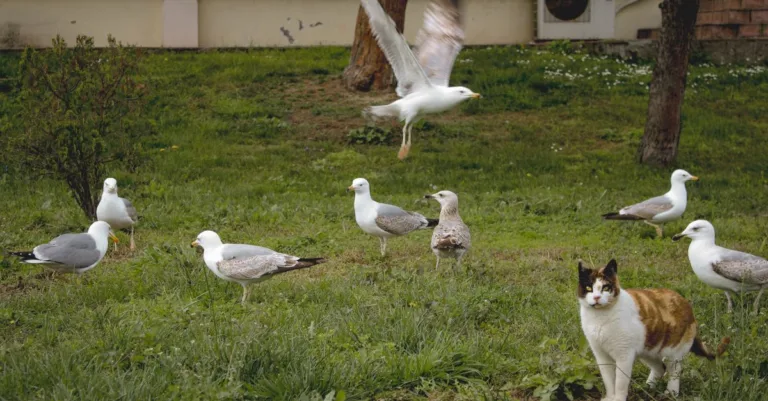 découvrez comment favoriser la coexistence harmonieuse entre vos chats et les autres animaux de la maison grâce à nos conseils pratiques et astuces.