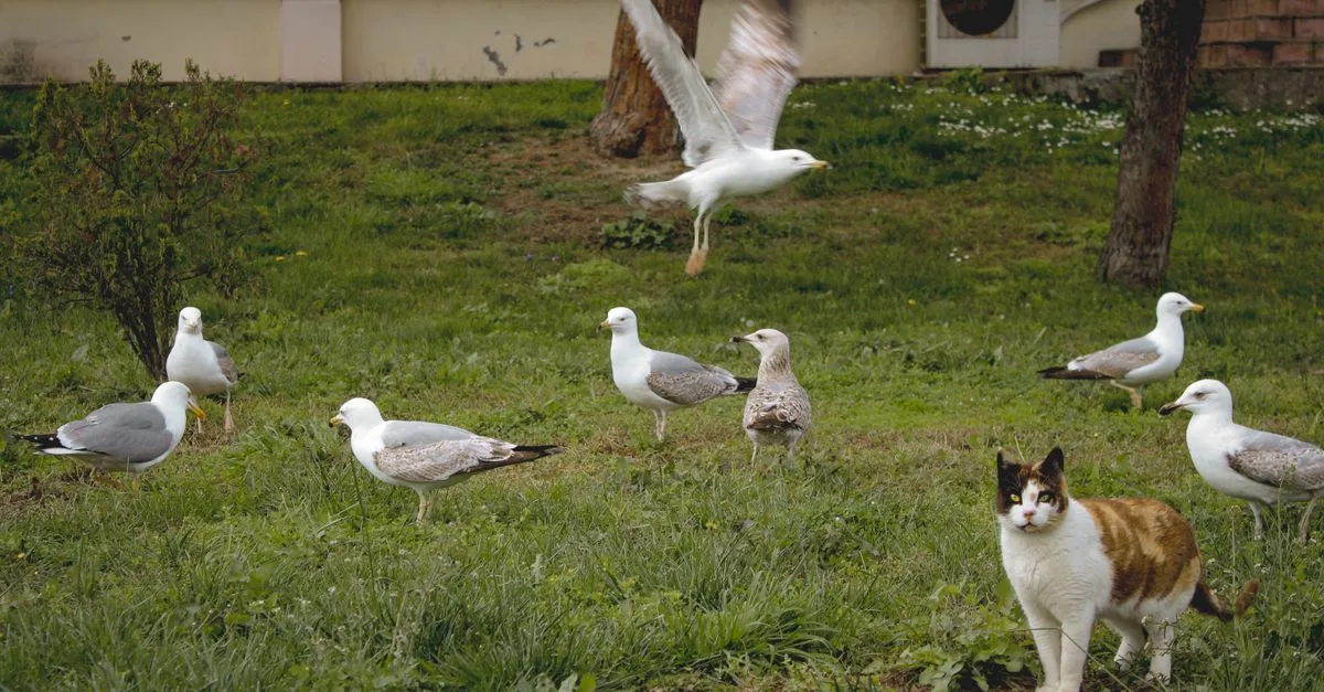 découvrez comment favoriser la coexistence harmonieuse entre vos chats et les autres animaux de la maison grâce à nos conseils pratiques et astuces.